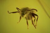 Detailed Fossil Ants (Formicidae) & Fly (Diptera) In Baltic Amber #90784-2